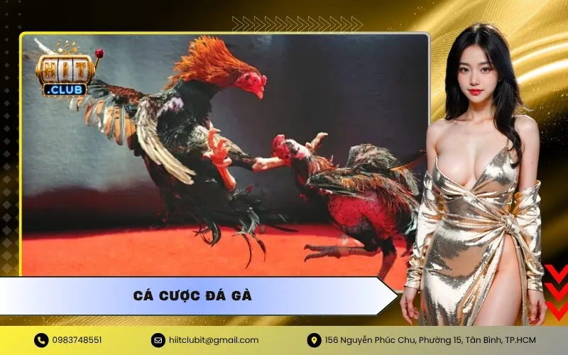 Cá Cược Đá Gà