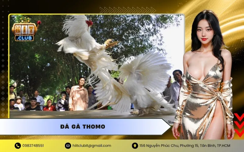 Đá Gà Thomo