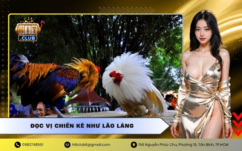 Đọc Vị Chiến Kê Như Lão Làng