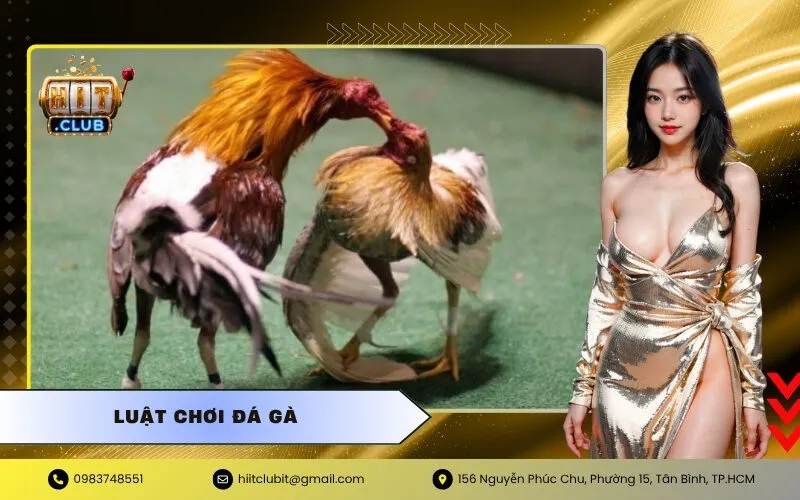 Luật Chơi Đá Gà