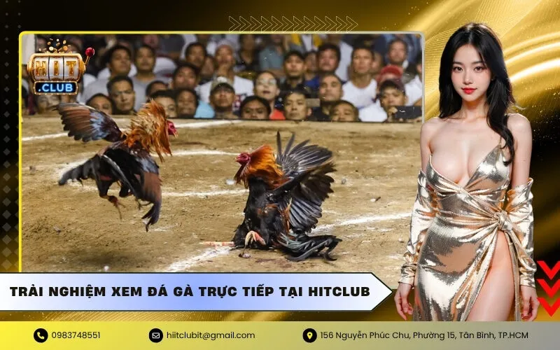 Trải nghiệm xem đá gà trực tiếp tại hitclub
