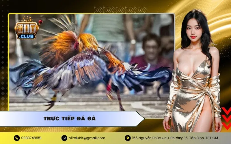 Trực Tiếp Đá Gà