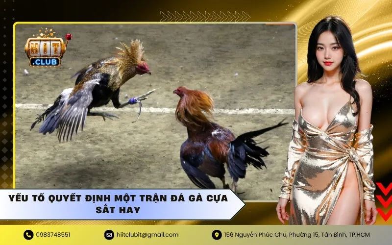 Yếu tố quyết định một trận đá gà cựa sắt hay